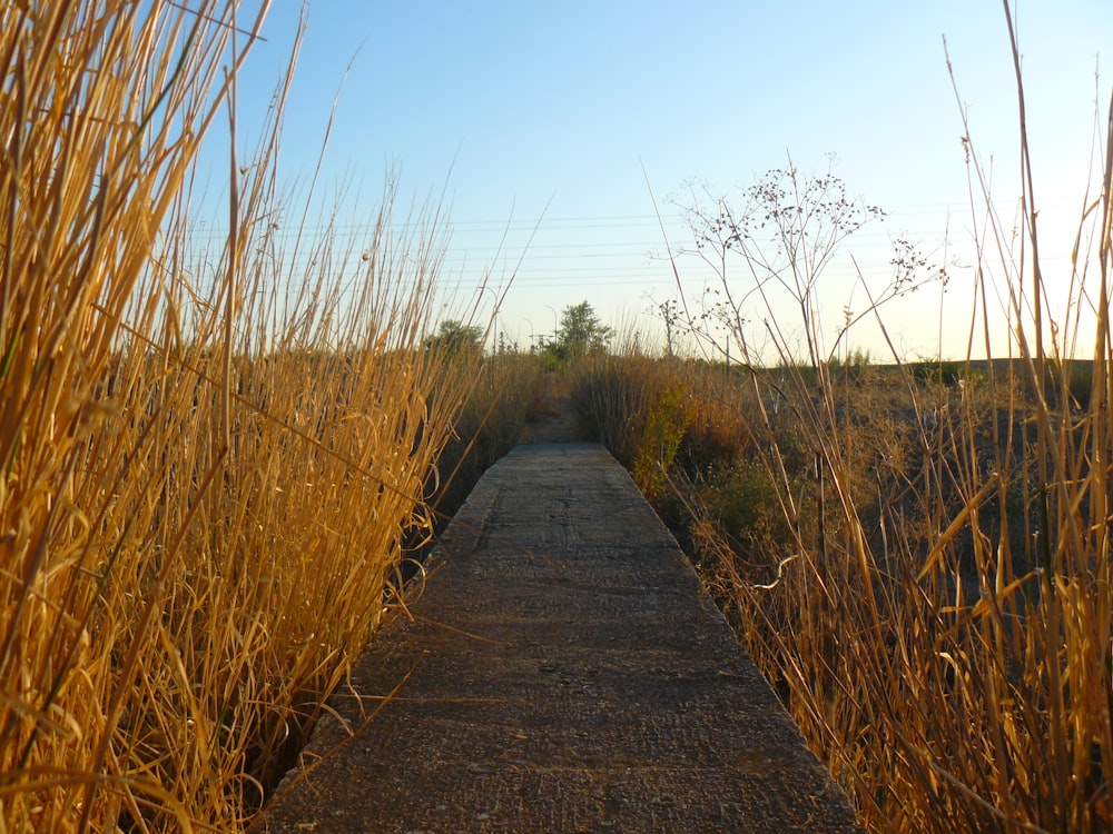 empty pathway between brown trees during daytime