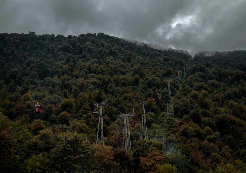 aerial photo of forest