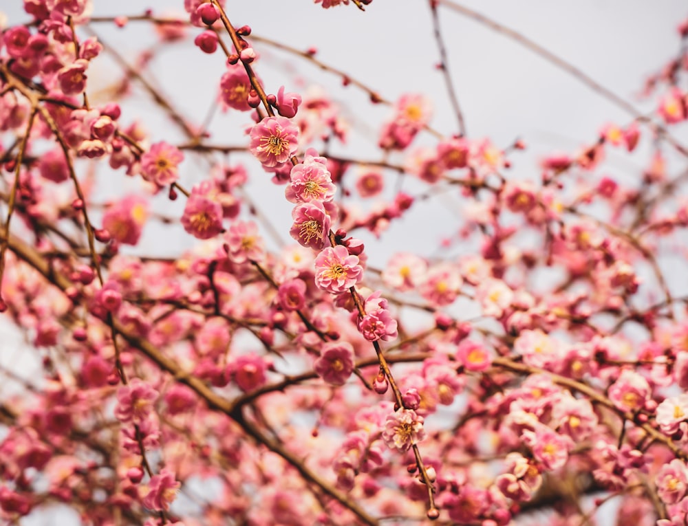 brown twigs with red flowers during day