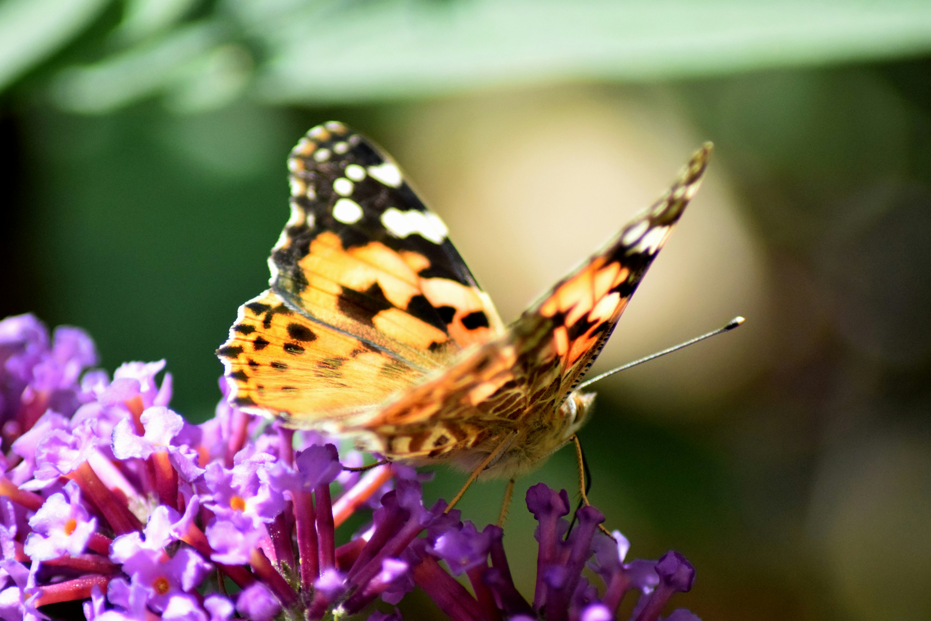 Photo by themiraclemuse