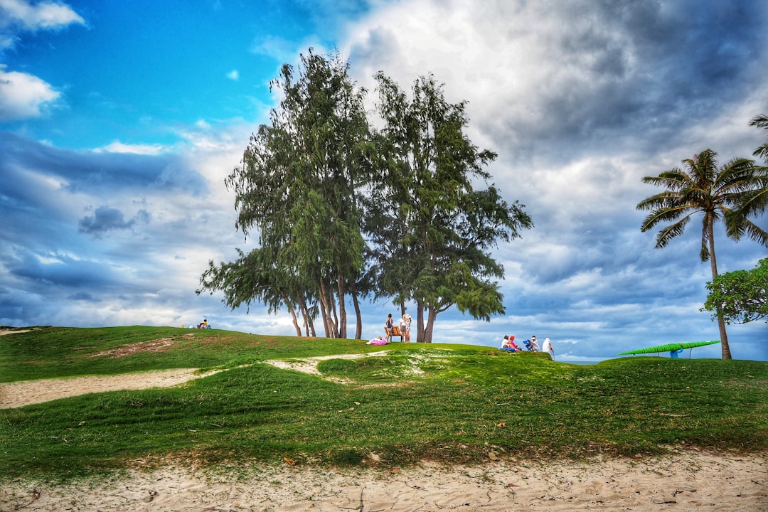 trees and grass field during day