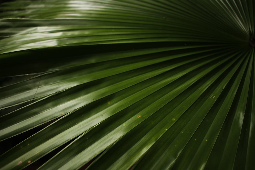 green leaf