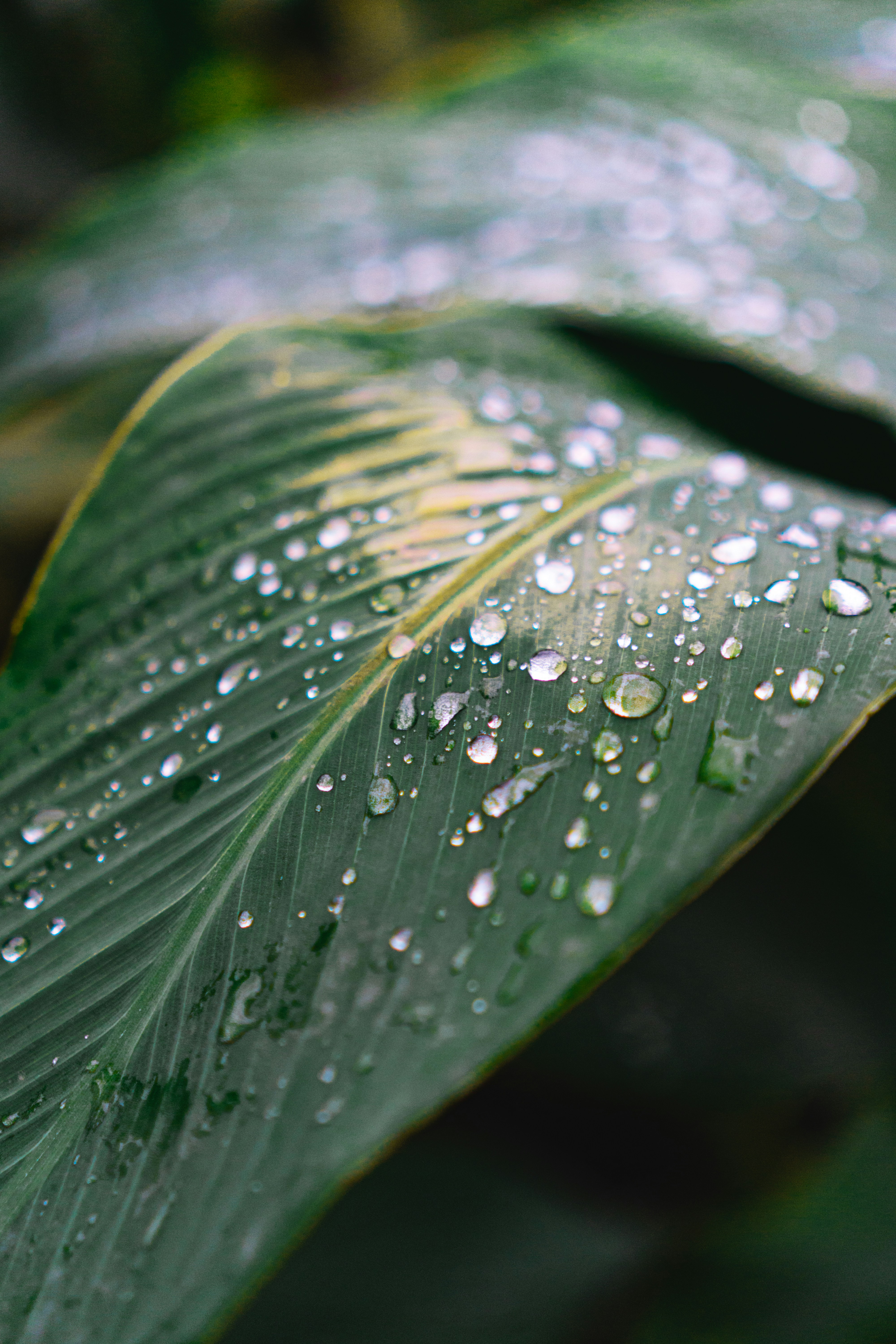 Photo by sushant_vohra