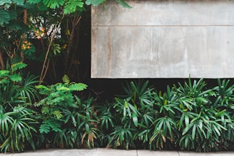 A lush, green foliage of various plants is situated against a backdrop of a textured concrete wall. Varying sizes of leaves show an abundance of greenery thriving in the space. The ground is paved with stone tiles, providing a serene and natural environment.