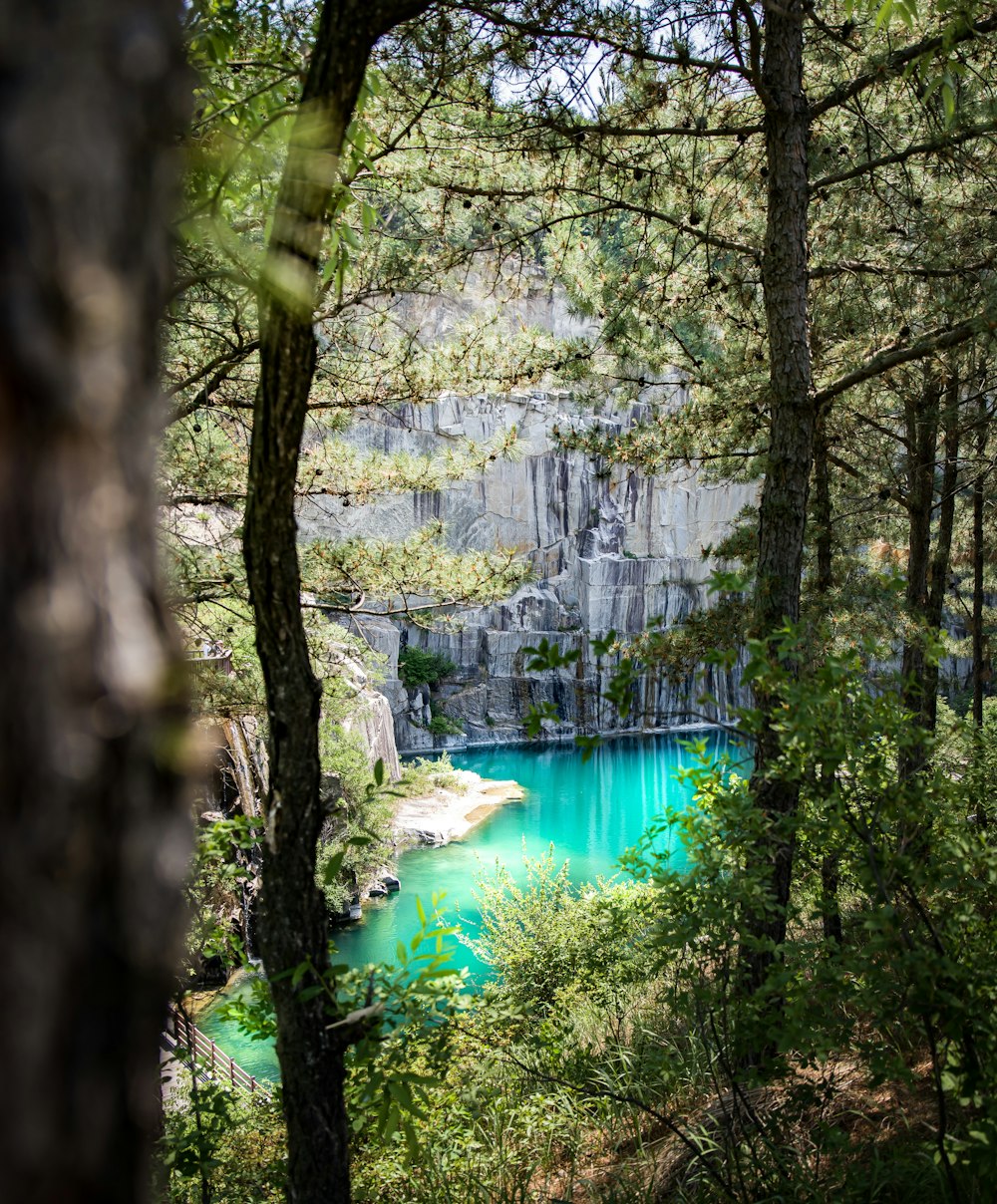 rivière et arbres