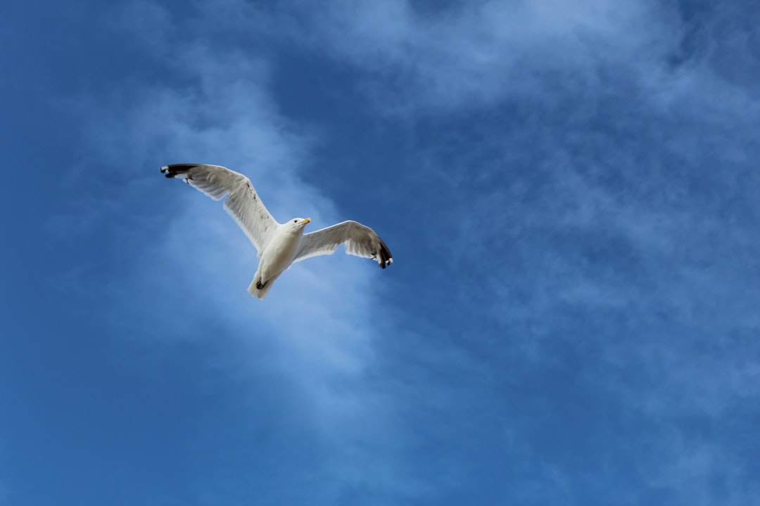 white bird on sky photo – Free Blue Image on Unsplash