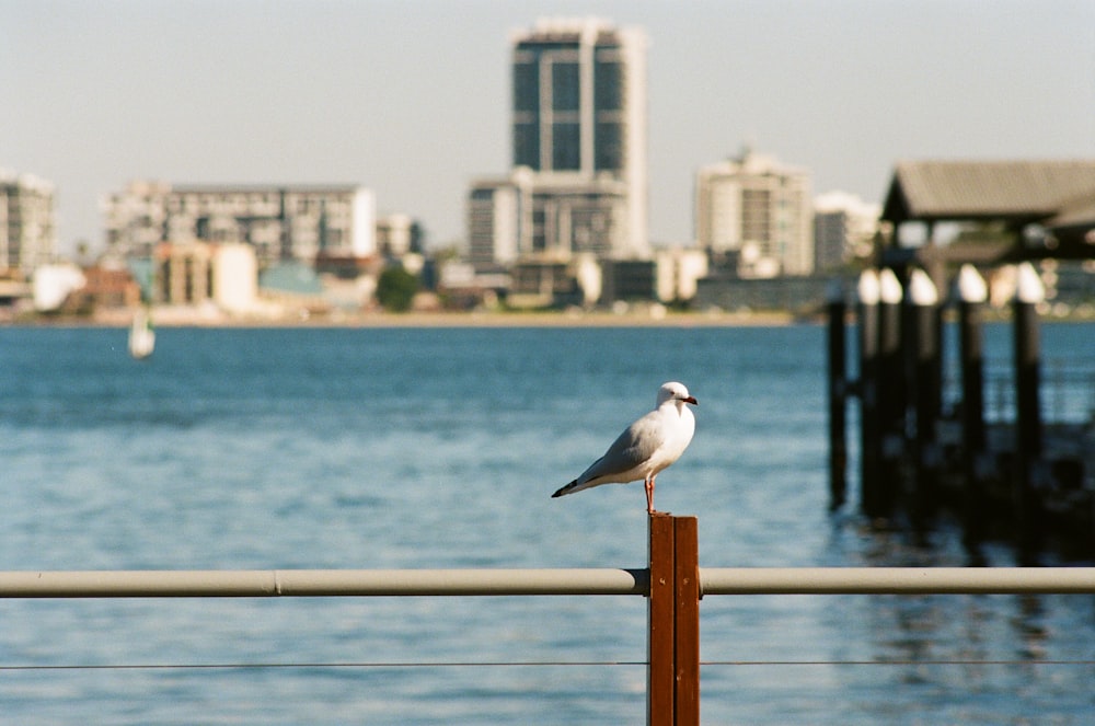 white bird standing on metal handrail