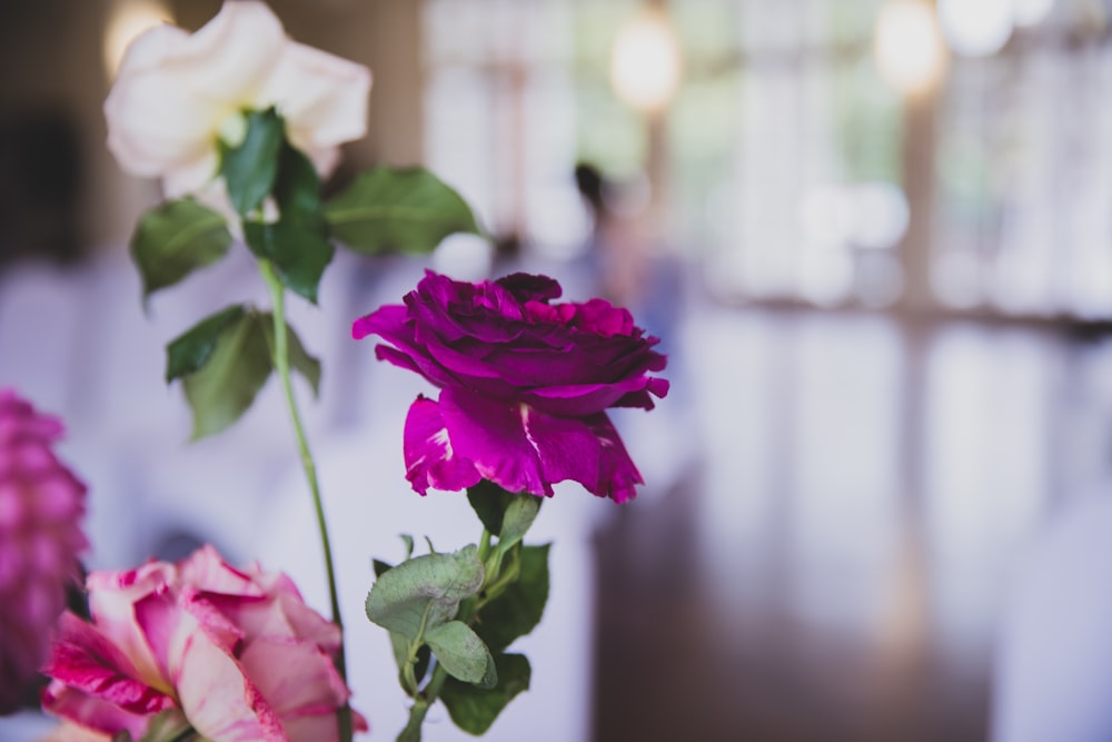 purple rose flower