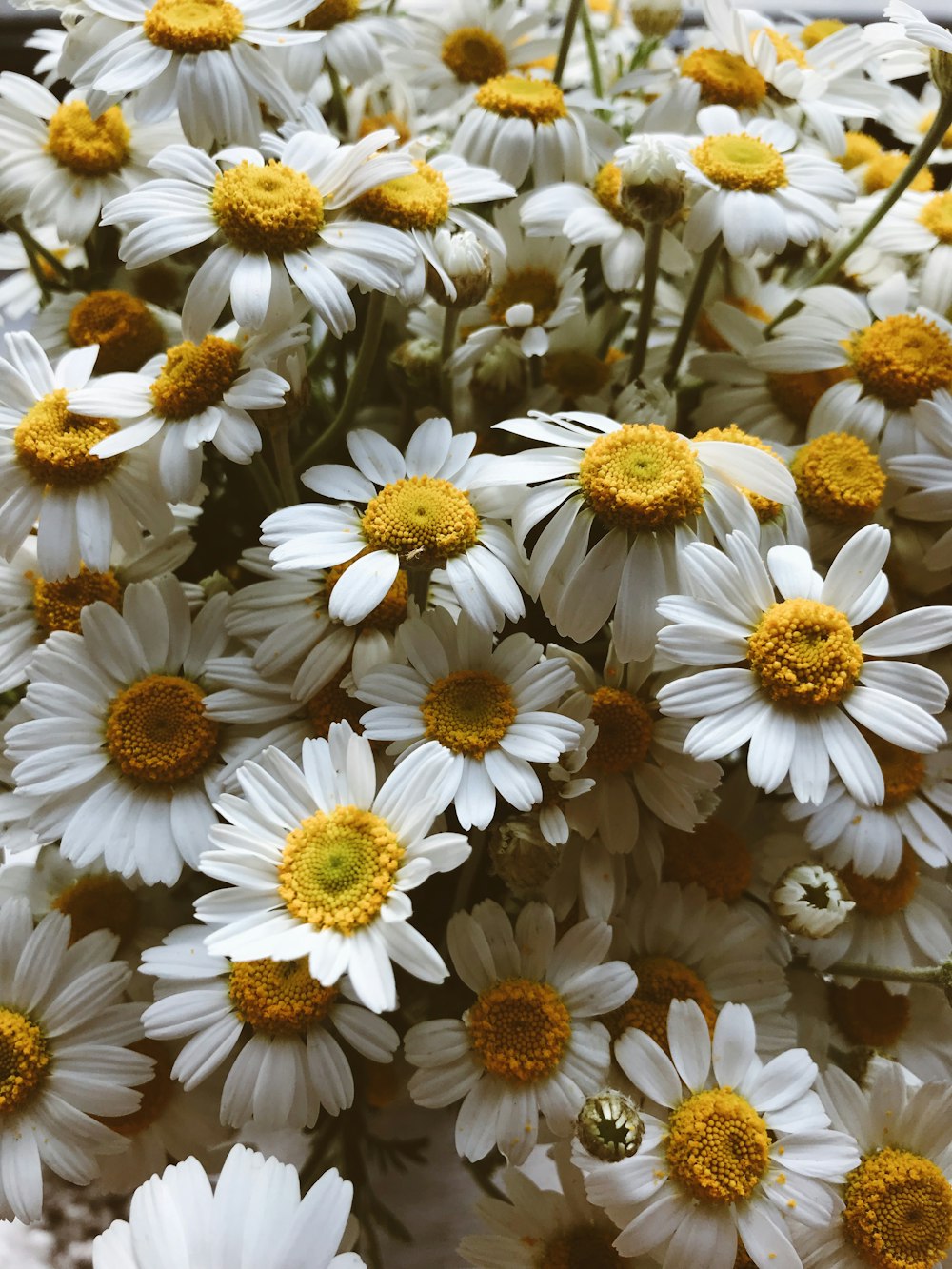 흰 꽃잎이 달린 꽃의 근접 촬영 사진