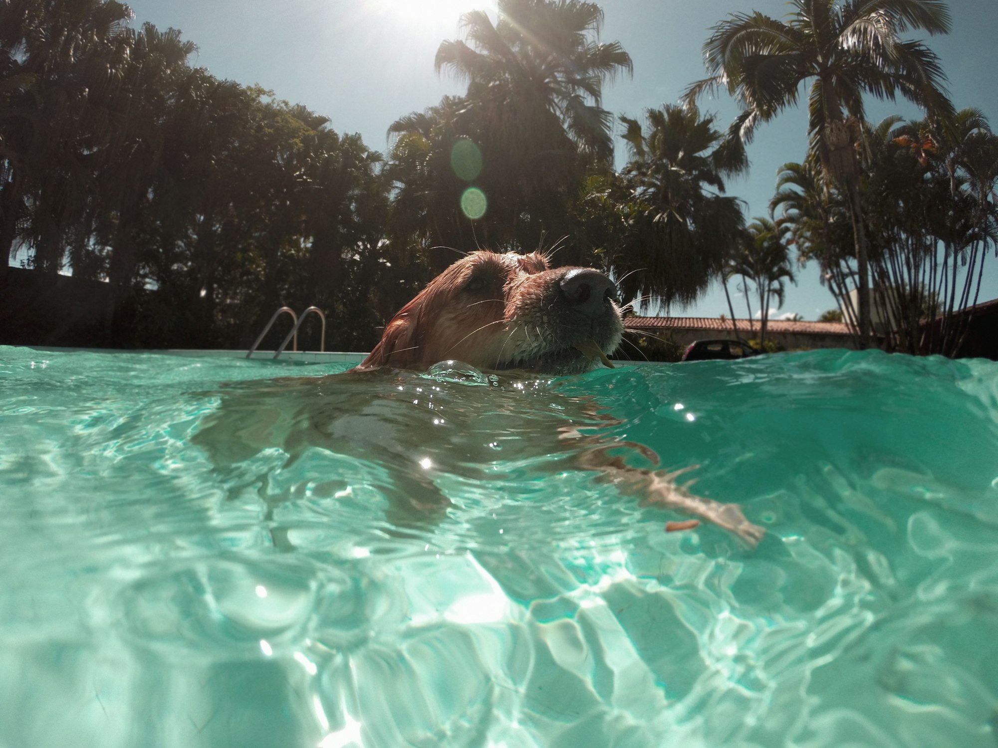 How to Cool Down a Dog?