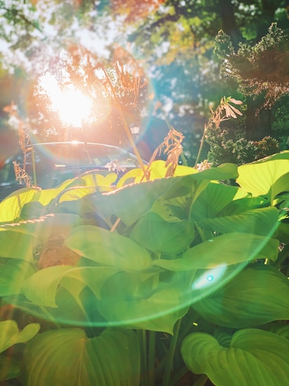 Vibrant green leaves are illuminated by sunlight, creating a lens flare effect. The background is filled with dappled sunlight filtering through trees, adding a warm and natural glow to the scene.