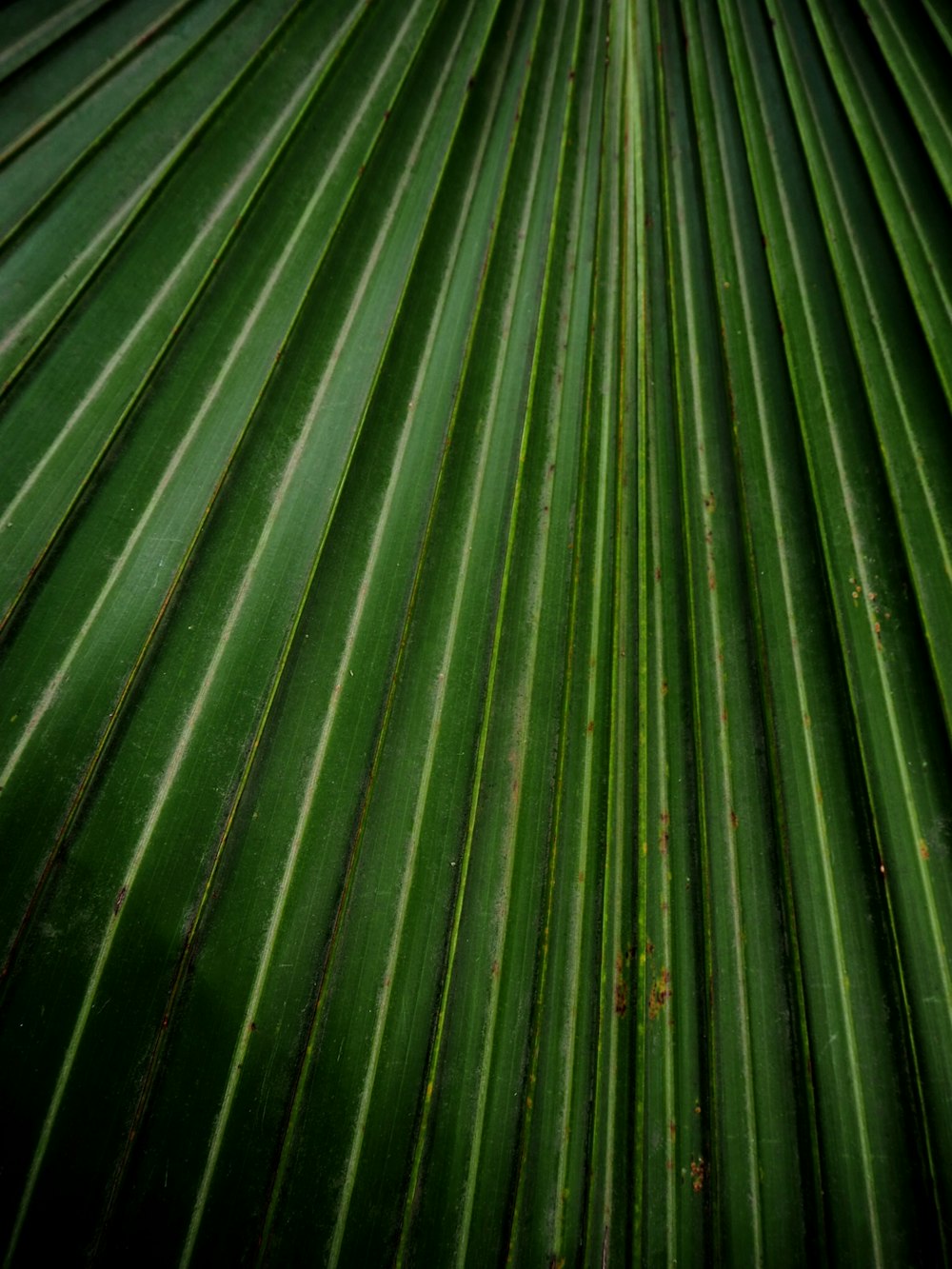 green leaf