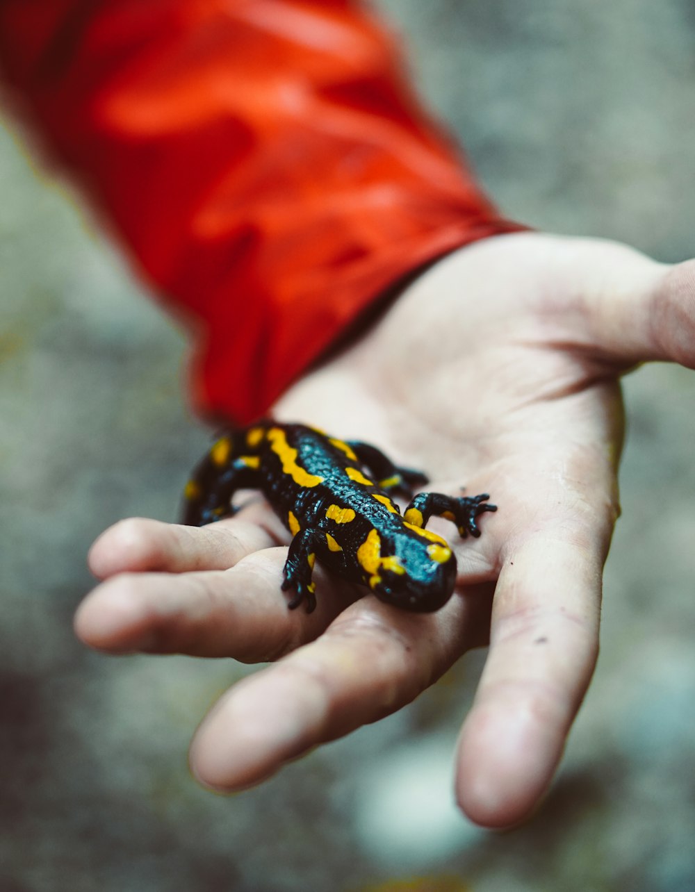 person's hand with black and yellow reptile