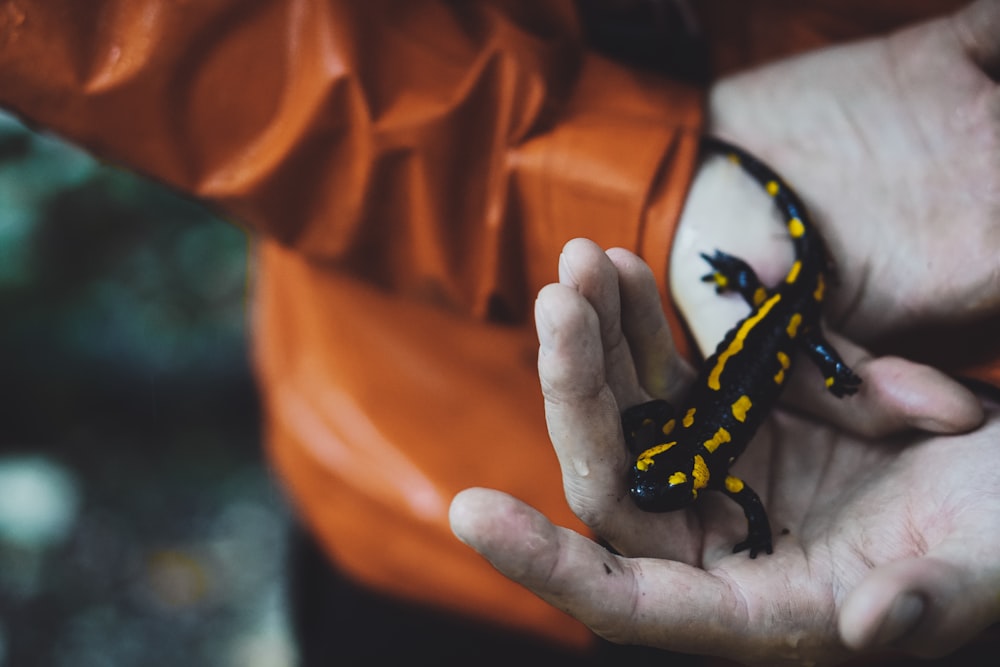 person's hand with black and yellow reptile