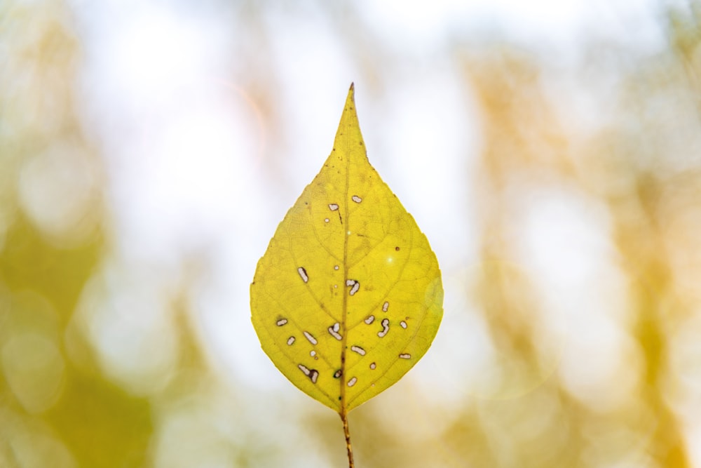 yellow leaf