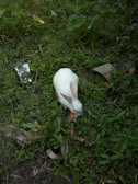 A small rabbit nibbling on fresh green grass in a garden