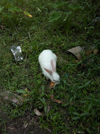 A small rabbit nibbling on fresh green grass in a garden