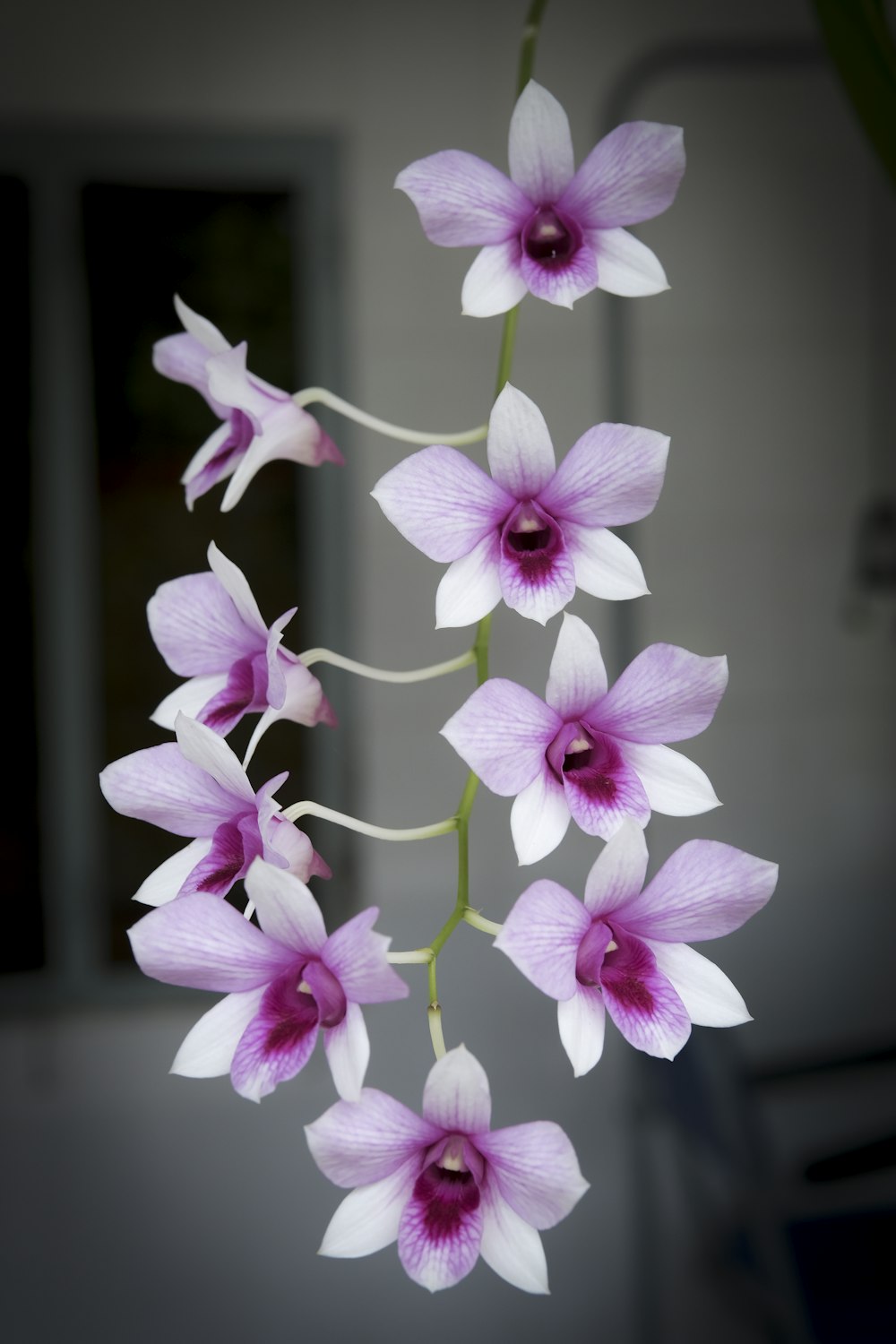 fleurs d’orchidées roses