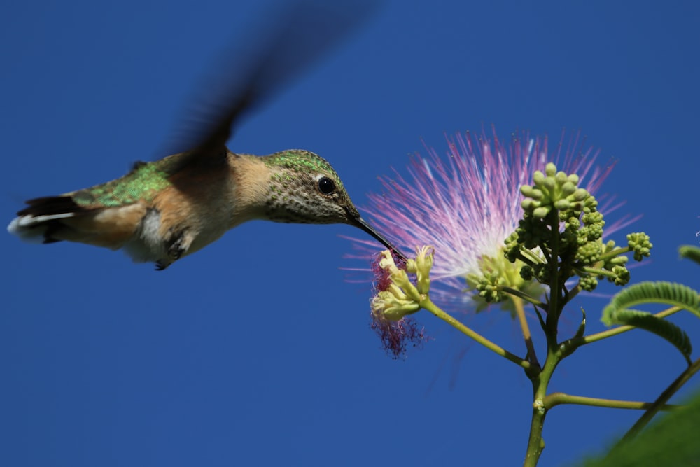 green bird