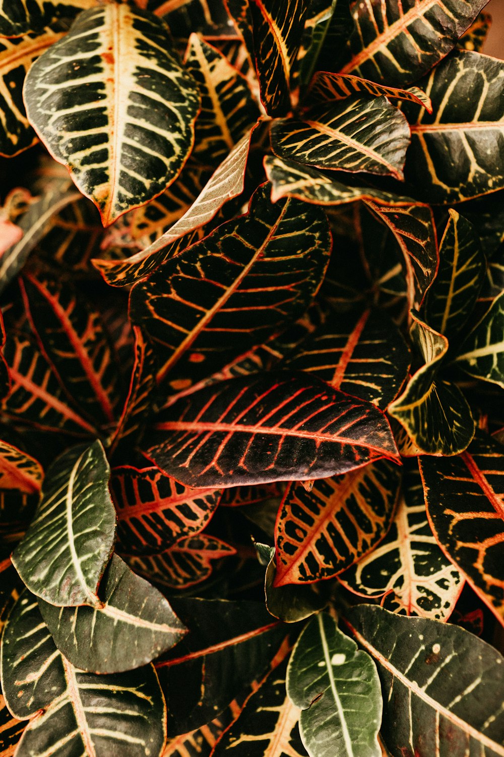 top view of croton plant