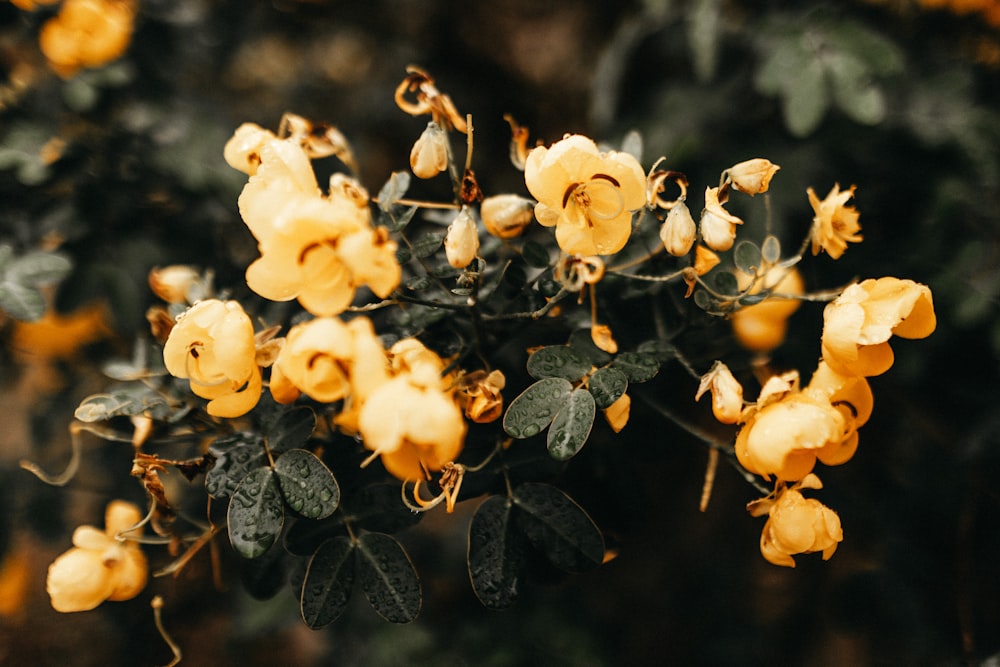 selective focus photography of yellow-petaled flowers