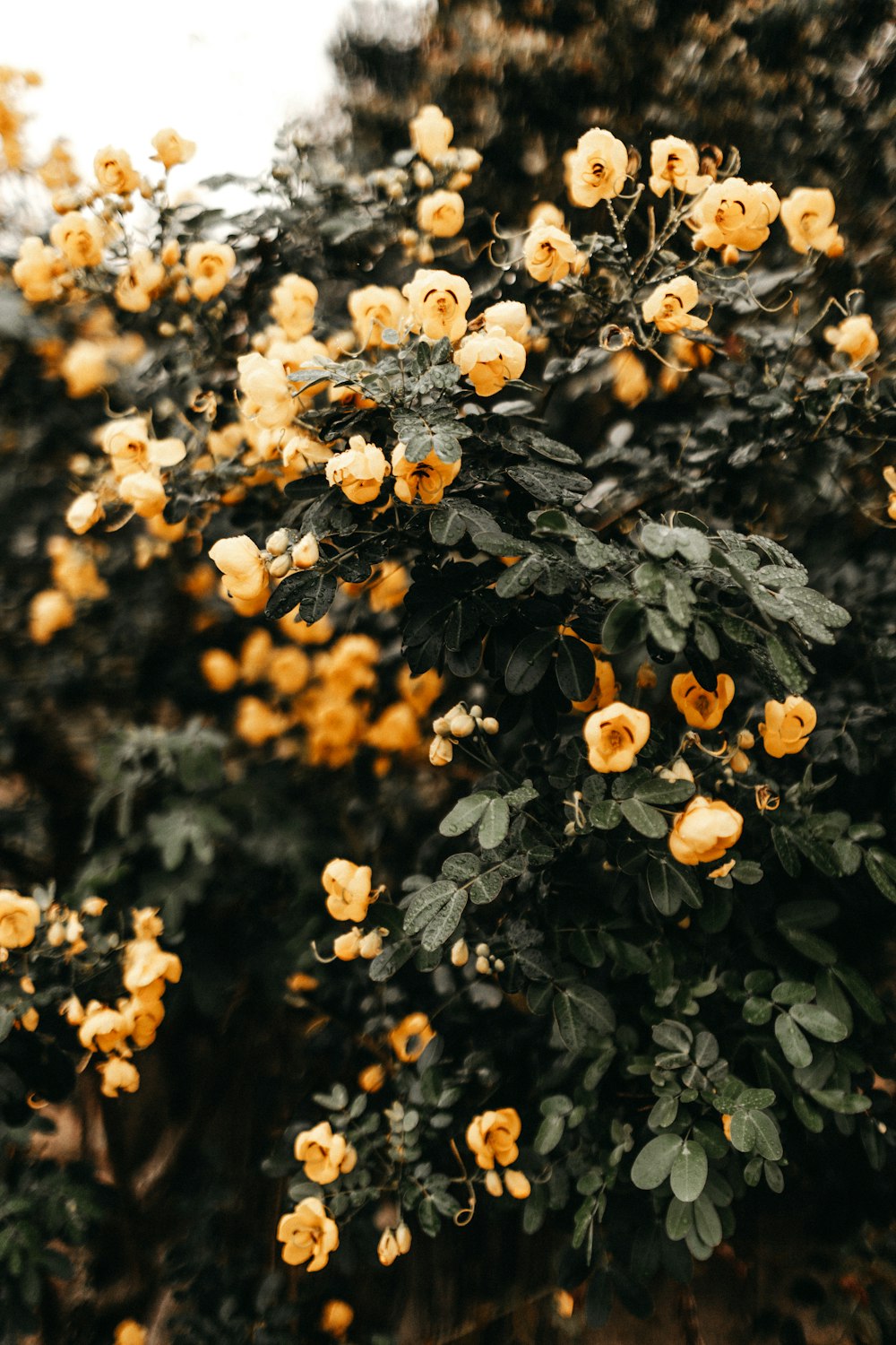 yellow bearing plants