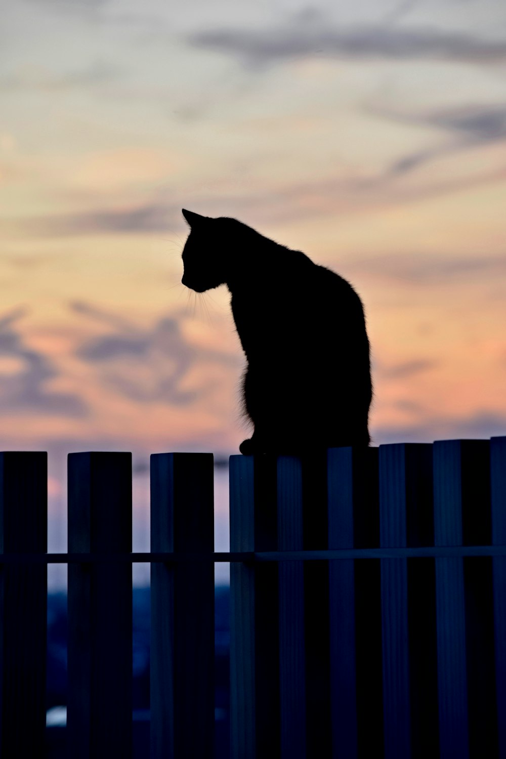 silhouette di gatto su staccionata di legno