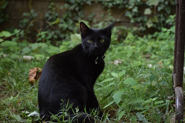 A sleek black cat with bright green eyes sits amidst lush green grass and plants in what appears to be a garden area. Its posture is attentive and slightly curious, with a small bell on its collar reflecting a touch of light. The background consists of vines and leaves climbing up a wall, adding to the natural and serene setting.