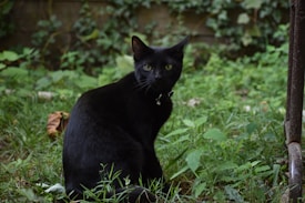 A sleek black cat with bright green eyes sits amidst lush green grass and plants in what appears to be a garden area. Its posture is attentive and slightly curious, with a small bell on its collar reflecting a touch of light. The background consists of vines and leaves climbing up a wall, adding to the natural and serene setting.
