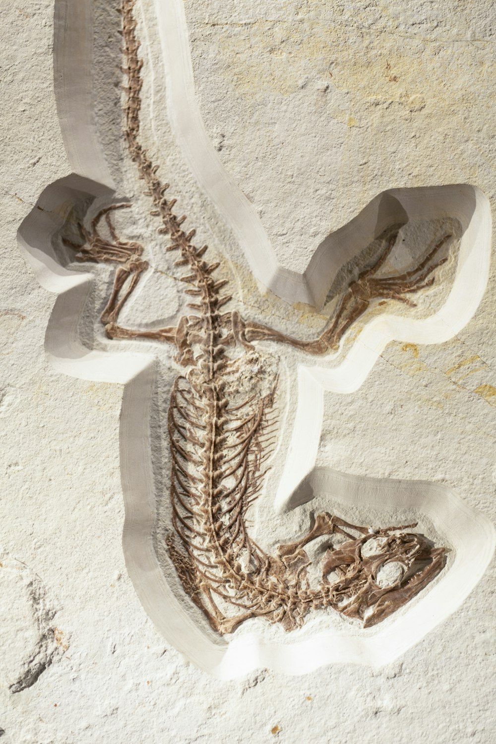 Eidechsen-Skelett