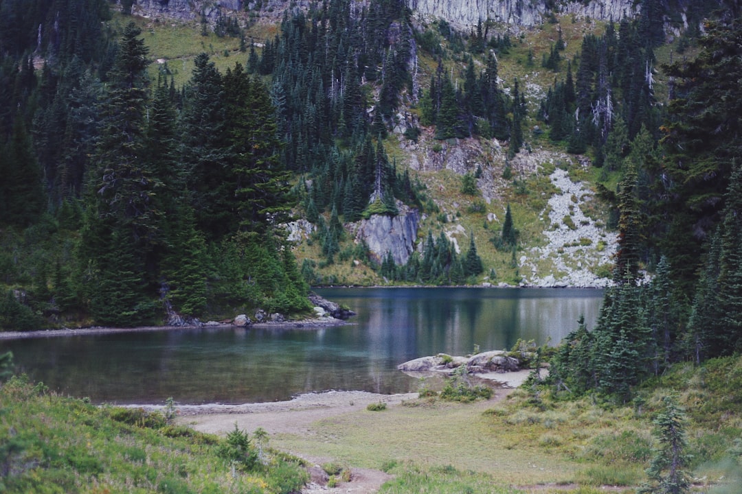 body of water beside trees