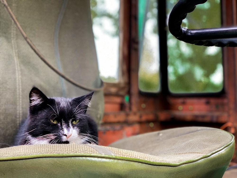 cat lying on chair