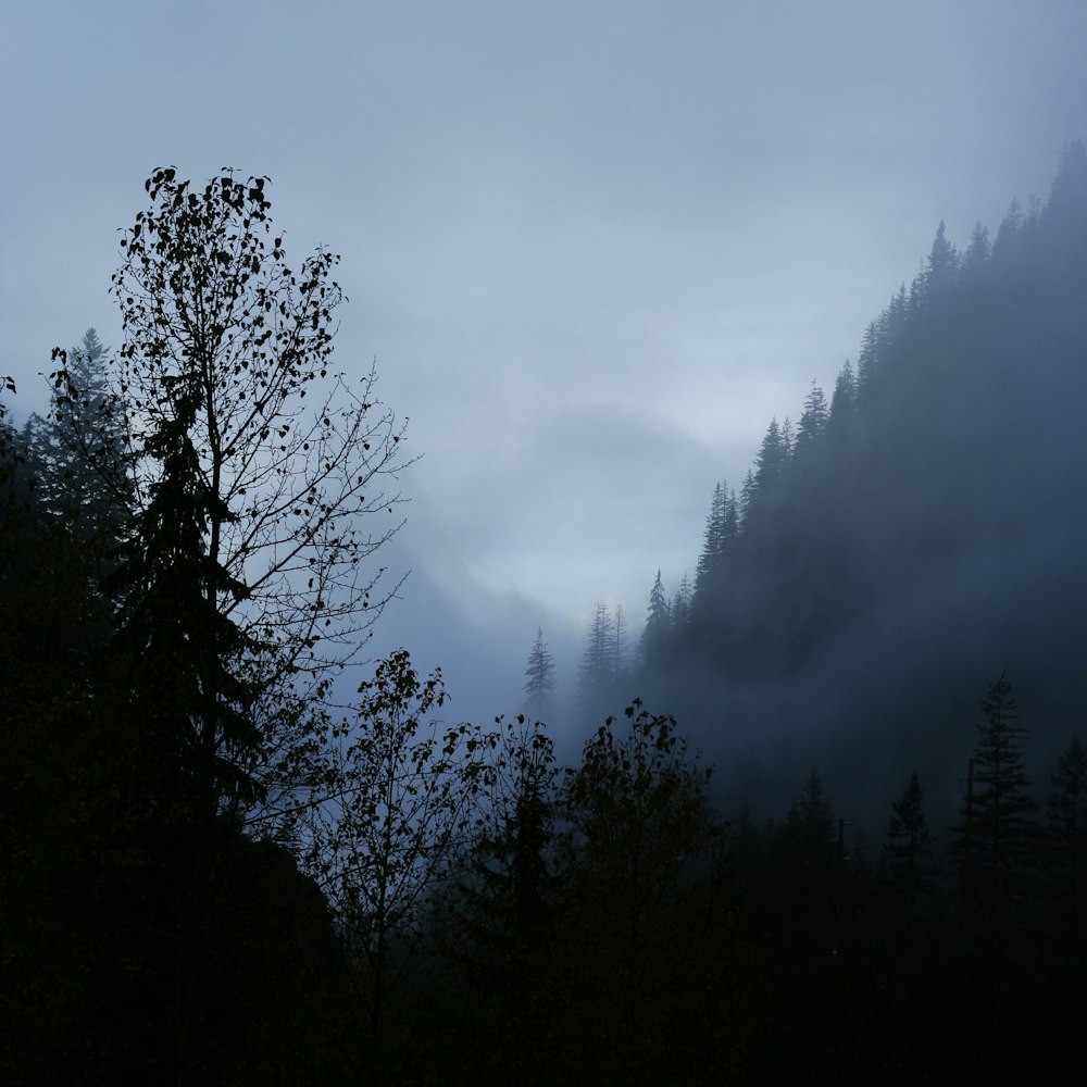 green and brown trees under cloudy sky