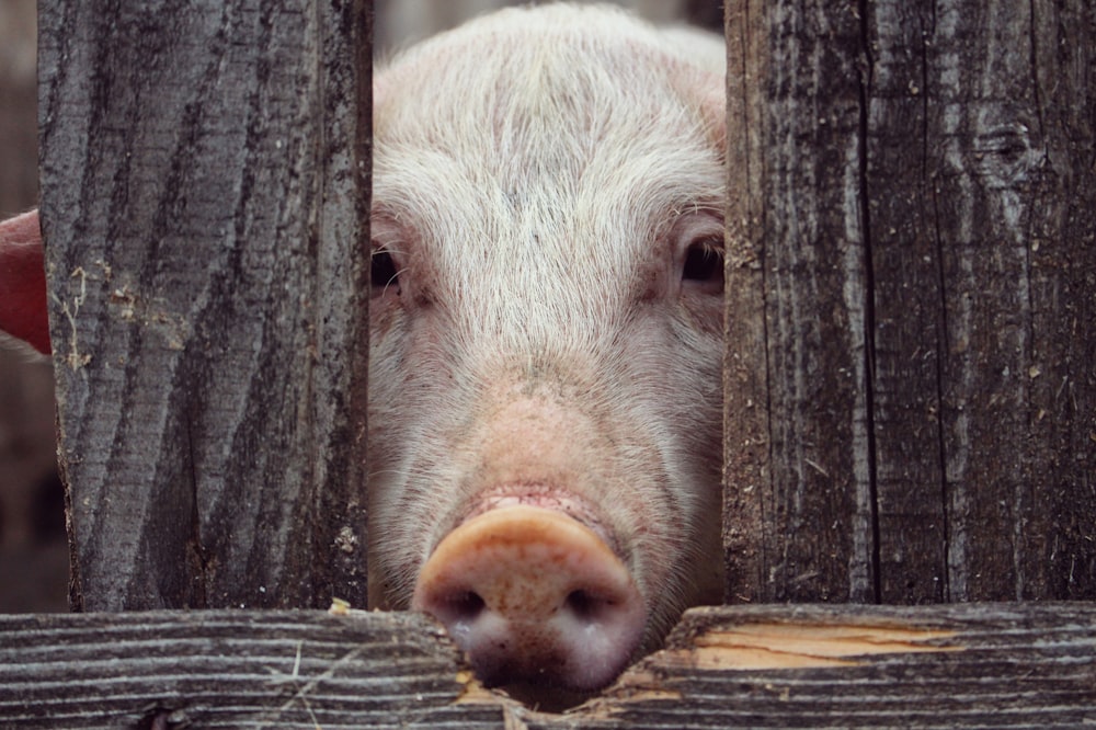 porco atrás da cerca de madeira