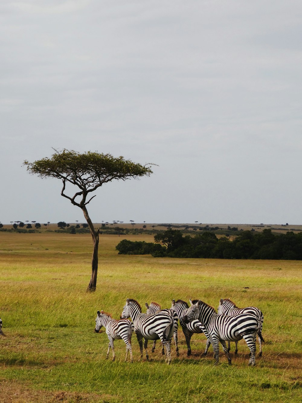 zebras standing on green grass field at daytime
