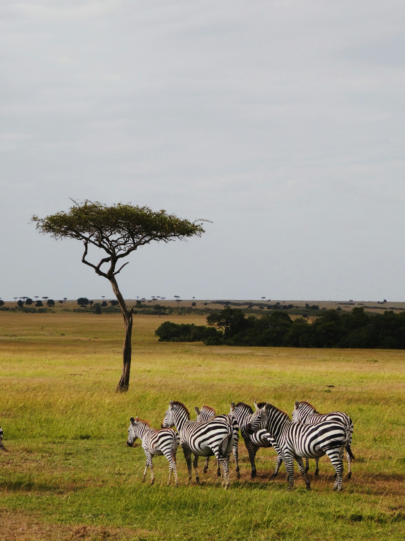 Panasonic DMC-ZS60 sample photo. Zebras standing on green photography