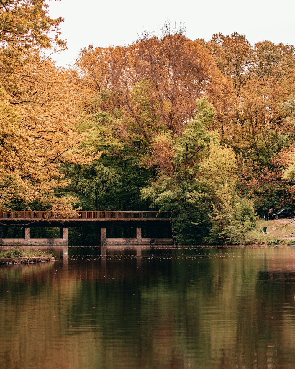 brown trees near body of water during daytime