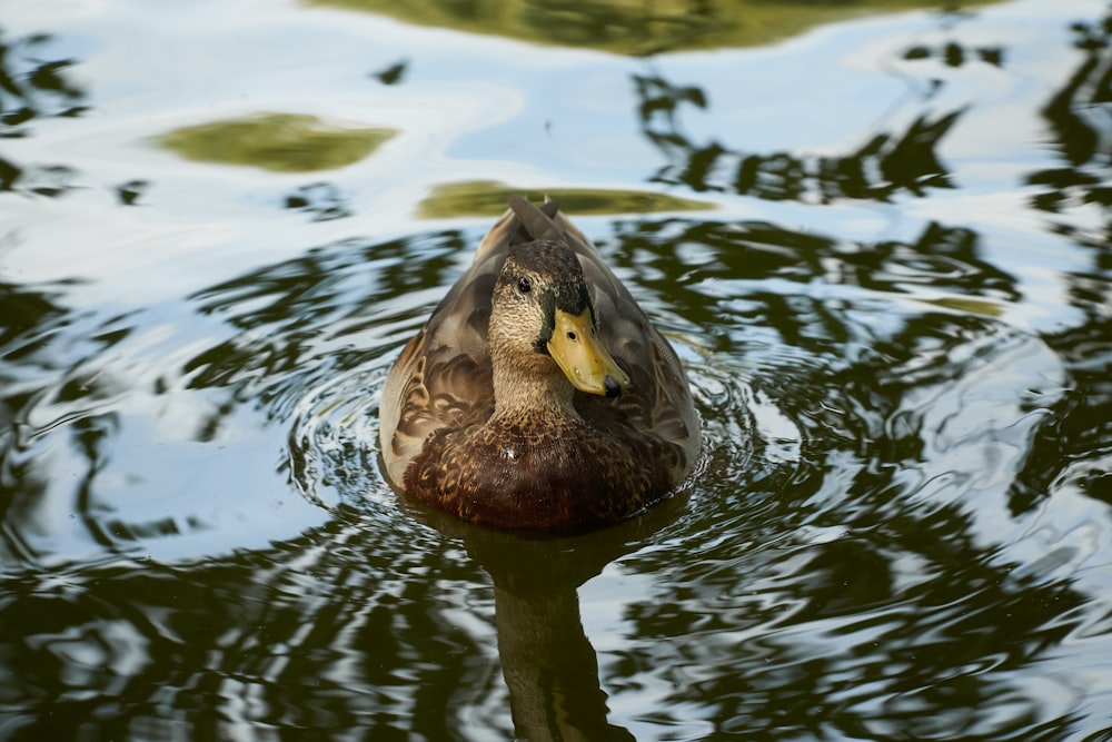 mallard duck in body of water