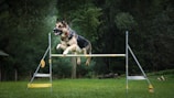 A German Shepherd is energetically jumping over an agility hurdle in a grassy field, surrounded by lush green trees. The dog appears focused and athletic as it clears the bar.