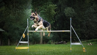 A German Shepherd is energetically jumping over an agility hurdle in a grassy field, surrounded by lush green trees. The dog appears focused and athletic as it clears the bar.