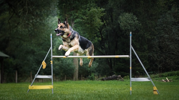 A handler guiding a focused German Shepherd through an agility course inside the training building.