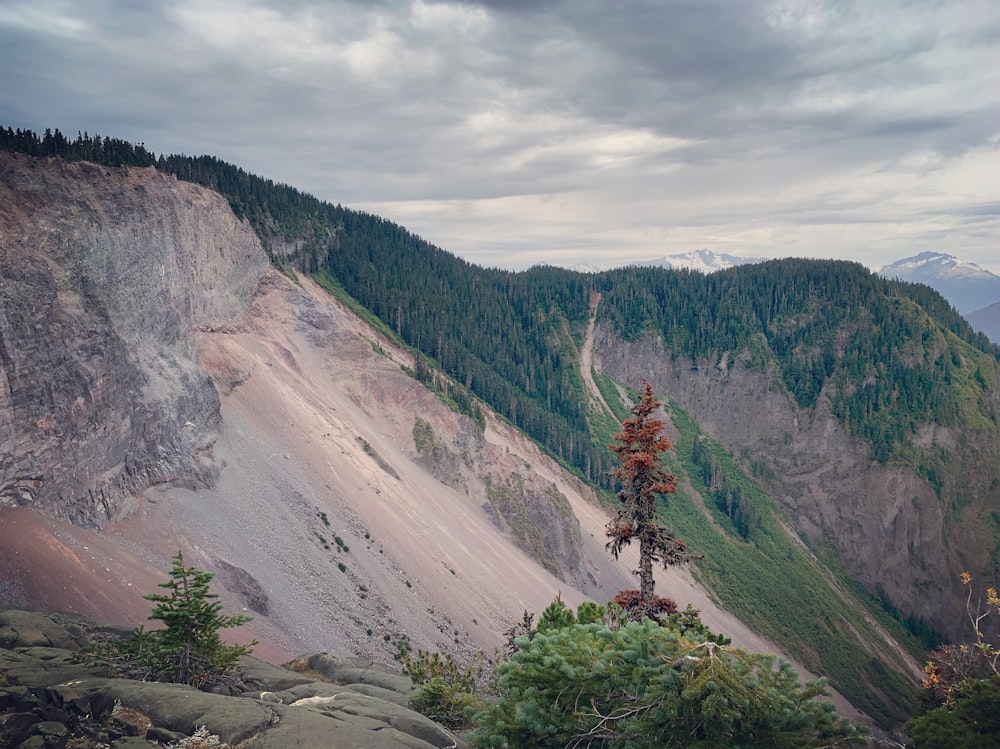 red tree on mountain