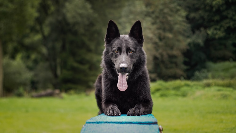 cane nero su cavalletto