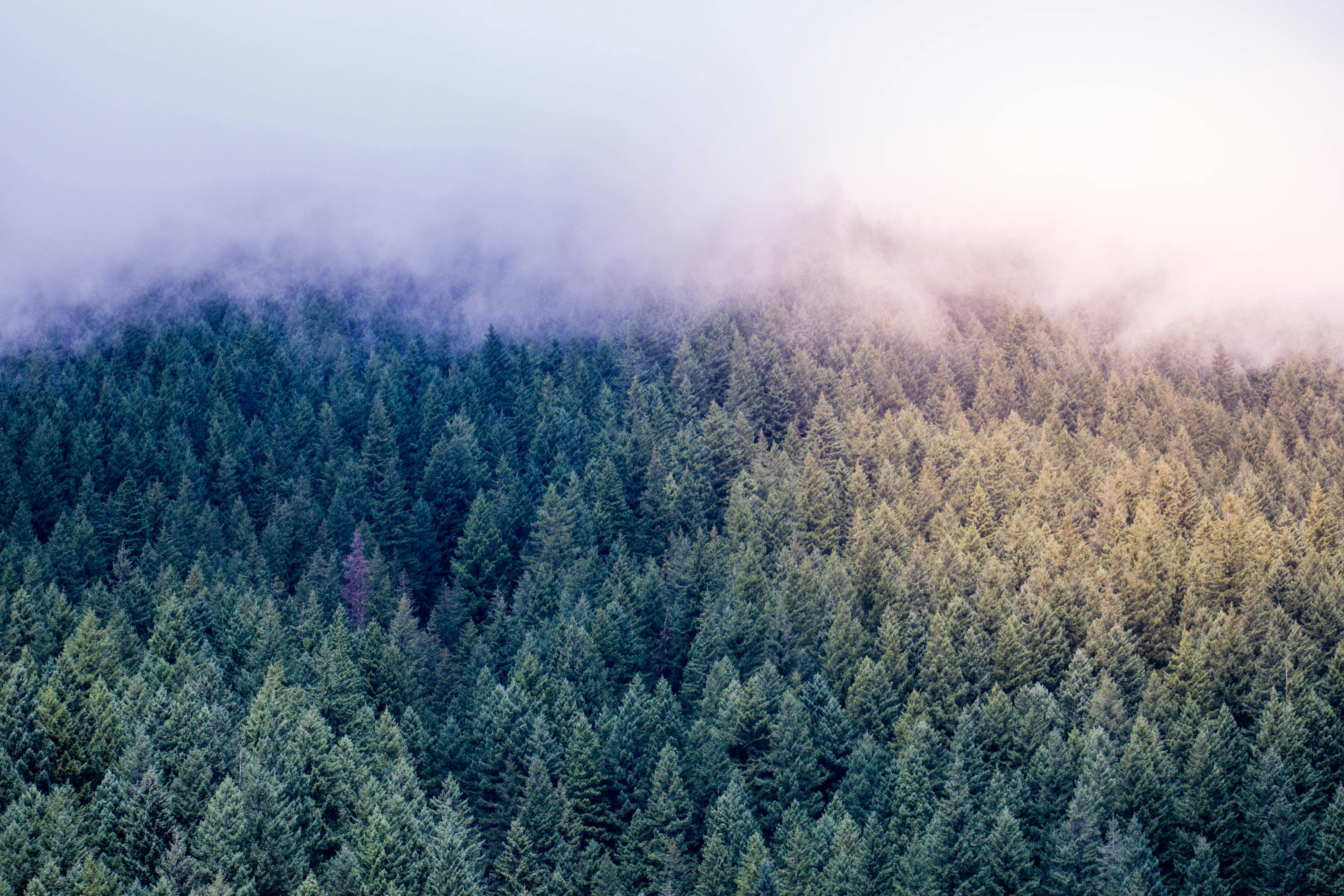 Photo by irishappens