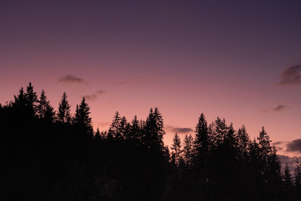 silhouette photo of trees