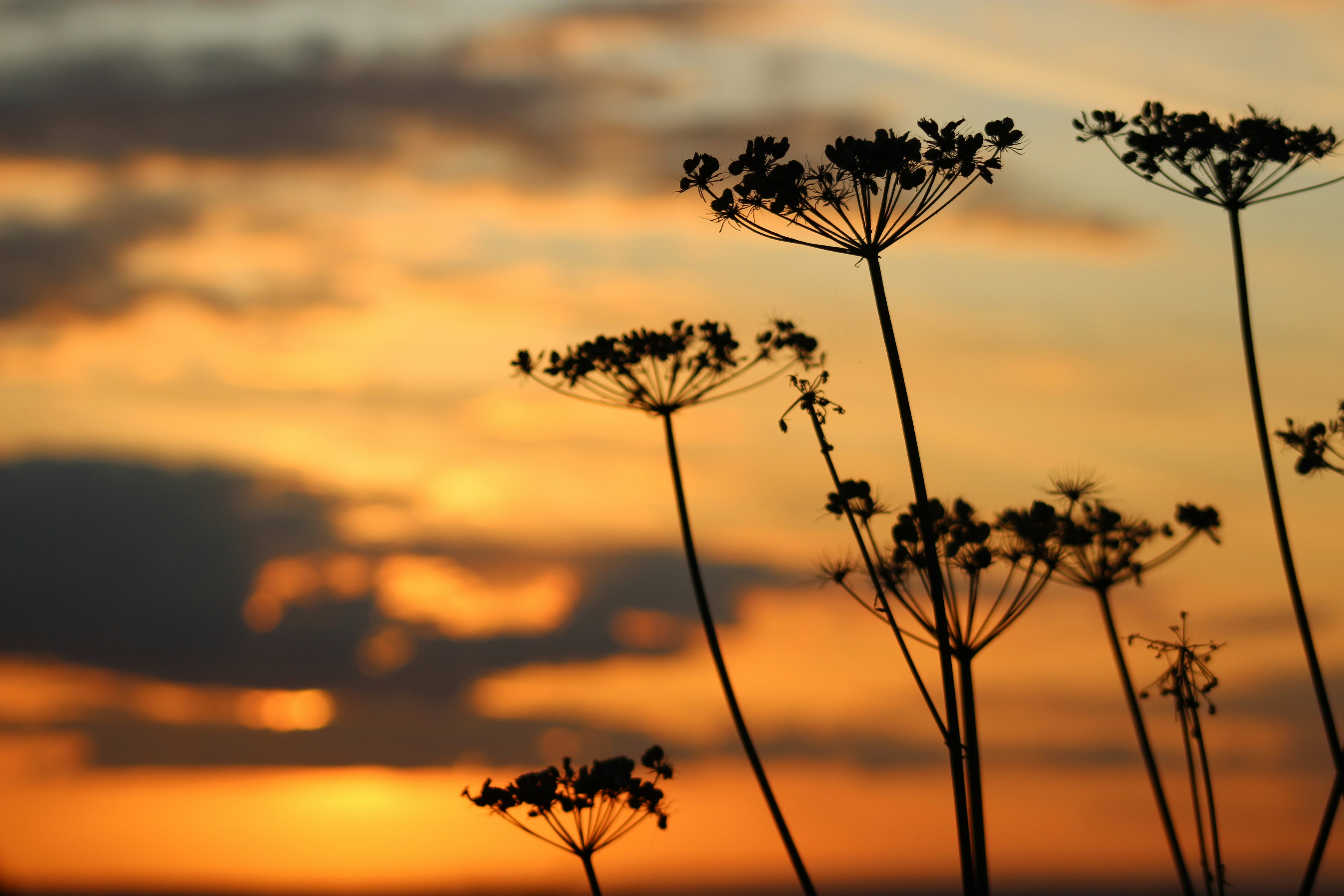 Photo by marymeilton