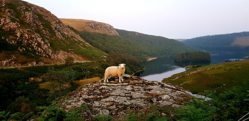 goat on hill