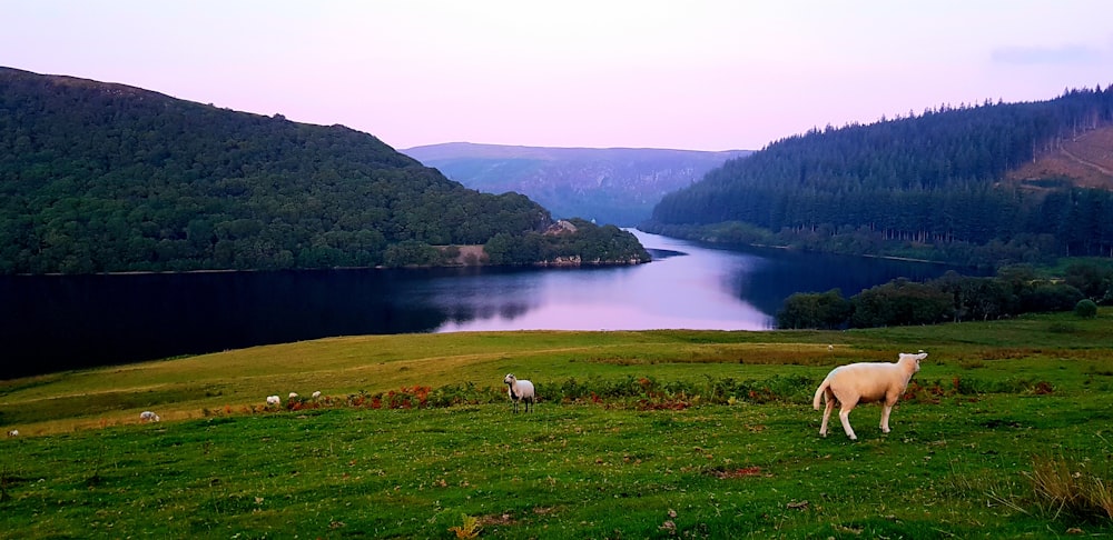 white sheep on green pasture