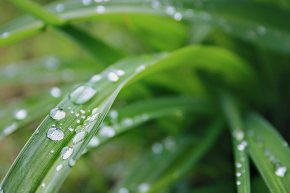 photo of water drop grass