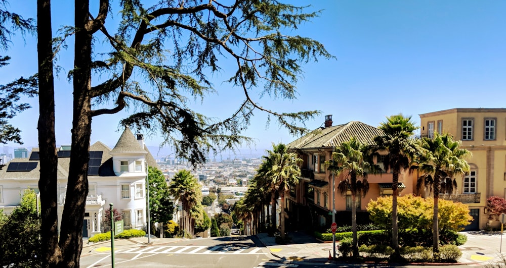 a view of a street with a lot of palm trees